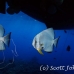 batfish_longfin_jk_h_0705_png0732.jpg